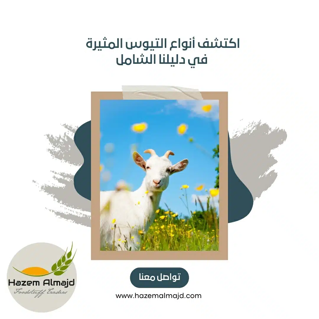 اكتشف أنواع التيوس , أنواع التيوس , افضل مورد تيوس بالامارات , افضل مورد تيوس
